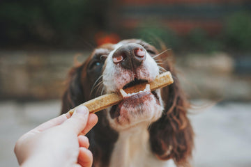 Naturlige og sunde hundegodbidder fra LuksusPoter – høj kvalitet og velsmag til din hund