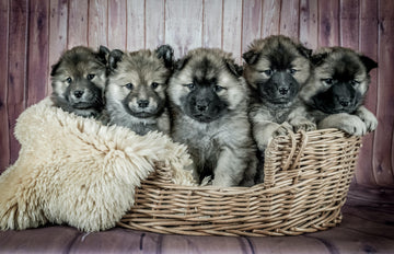 Hunde hviler i blød hundekurv i dansk design fra LuksusPoter.dk