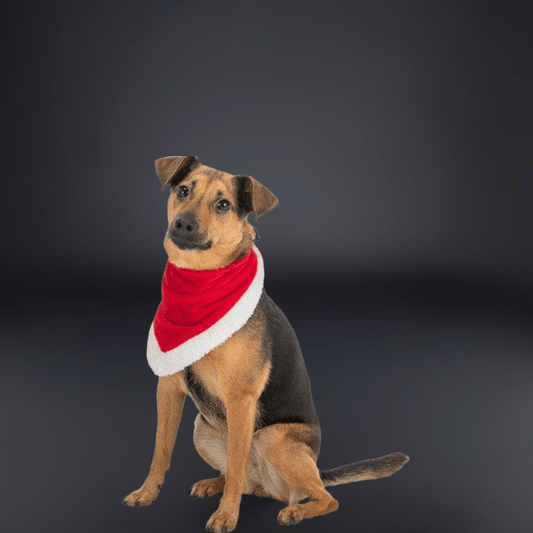 Trixie julebandana til hund – rød og hvid fløjl med plys, bundet om en lille hunds hals.