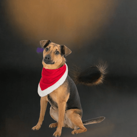 Trixie Julebandana – Det Sødeste Halstørklæde til Din Hund 🎁🐶