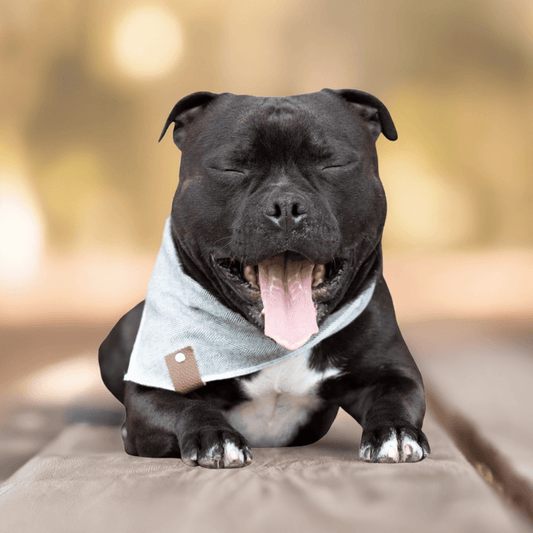 LuksusPoter Bandana "Grey" – Stilrent Tørklæde til Hunde med Klasse 🐕🖤