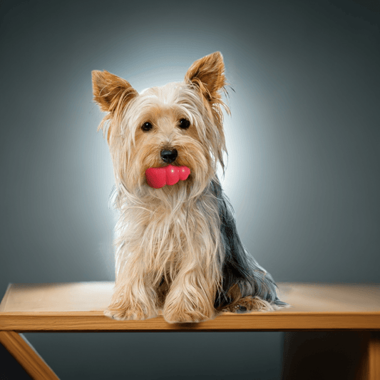 KONG Original rød – slidstærkt og springende tyggelegetøj til hunde