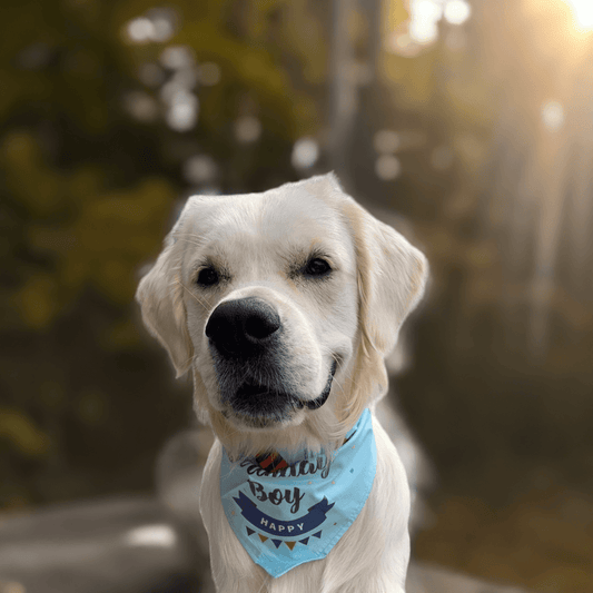 Hund med fødselsdagsbandana fra LuksusPoter i farverigt design