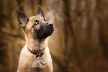 Hundeaktivering - Luksuspoter.dk