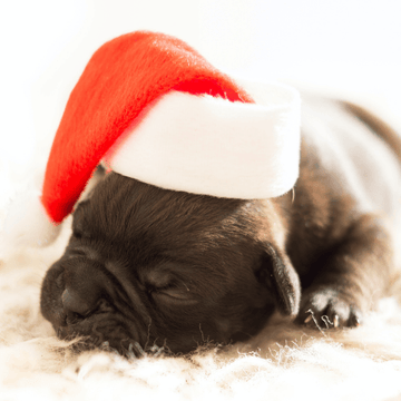 Hunde Jul - Luksuspoter.dk