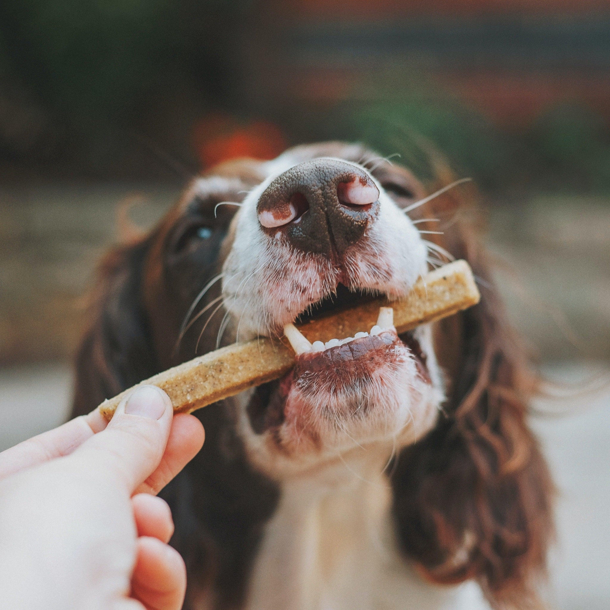 Hundetandbørste og tandpasta - Luksuspoter.dk