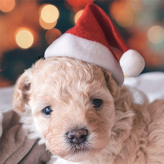 Companion Julehuer – Festlige nissehuer til hunde 🎅🐾🎄 FÅ tilbage