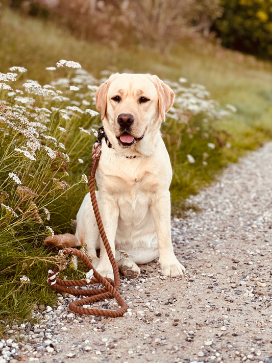 Luxury paws leash 