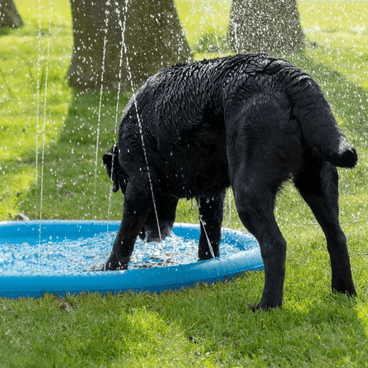 CoolPet Splash Pool – Sjov og Kølende Vandleg for Hunde 🐶💦☀️