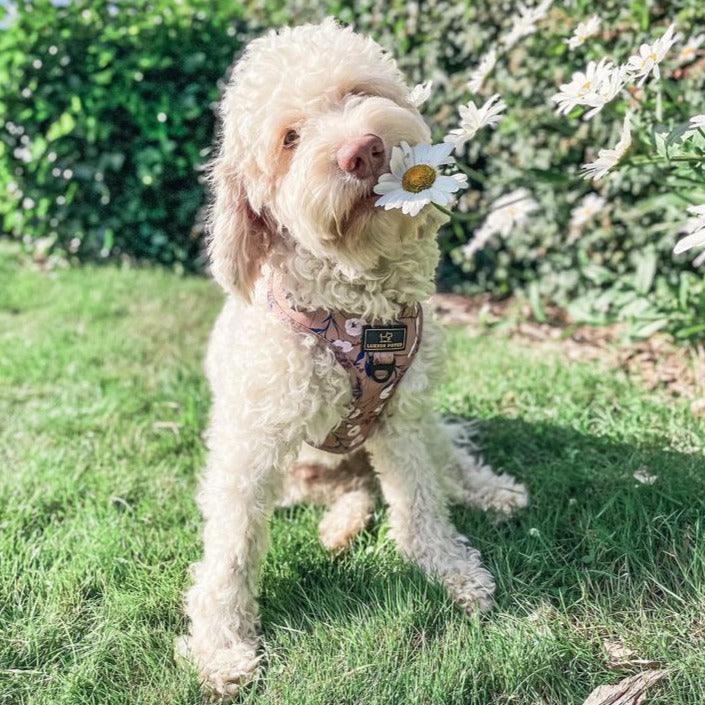 Hund med "In The Forrest" sele fra Luksuspoter – beige, khaki og brun sele med justerbare remme og ekstra ring