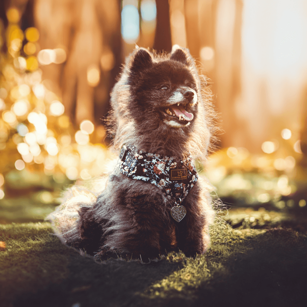 Hund med "In The Garden" hundesele fra Luksuspoter i pink/sort – bestseller sele i blødt neopren og åndbart net