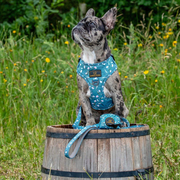 Luksuspoter sele "In Your Dreams" - Luksuspoter.dk