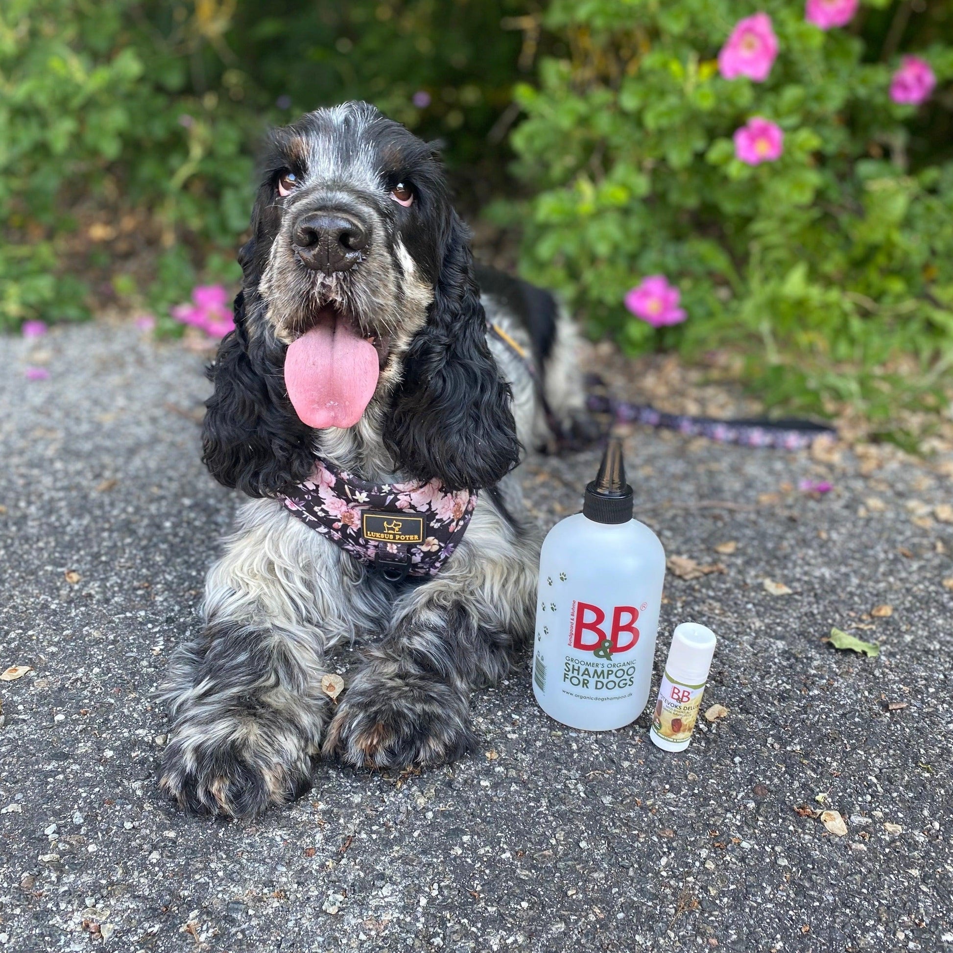 B&B Mixer Flaske 🧴🐾 500 ml – smart flaske til fortynding af hundeshampoo og balsam