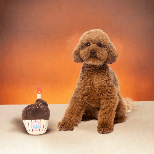 🎂 Fuzzyard Hundebamse 
