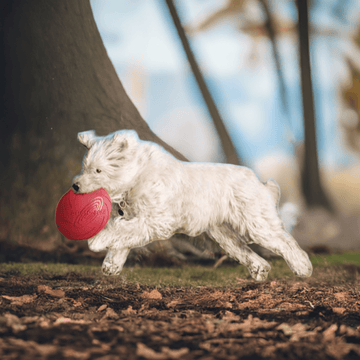 Trixie toy "Dog Disc" 15 cm