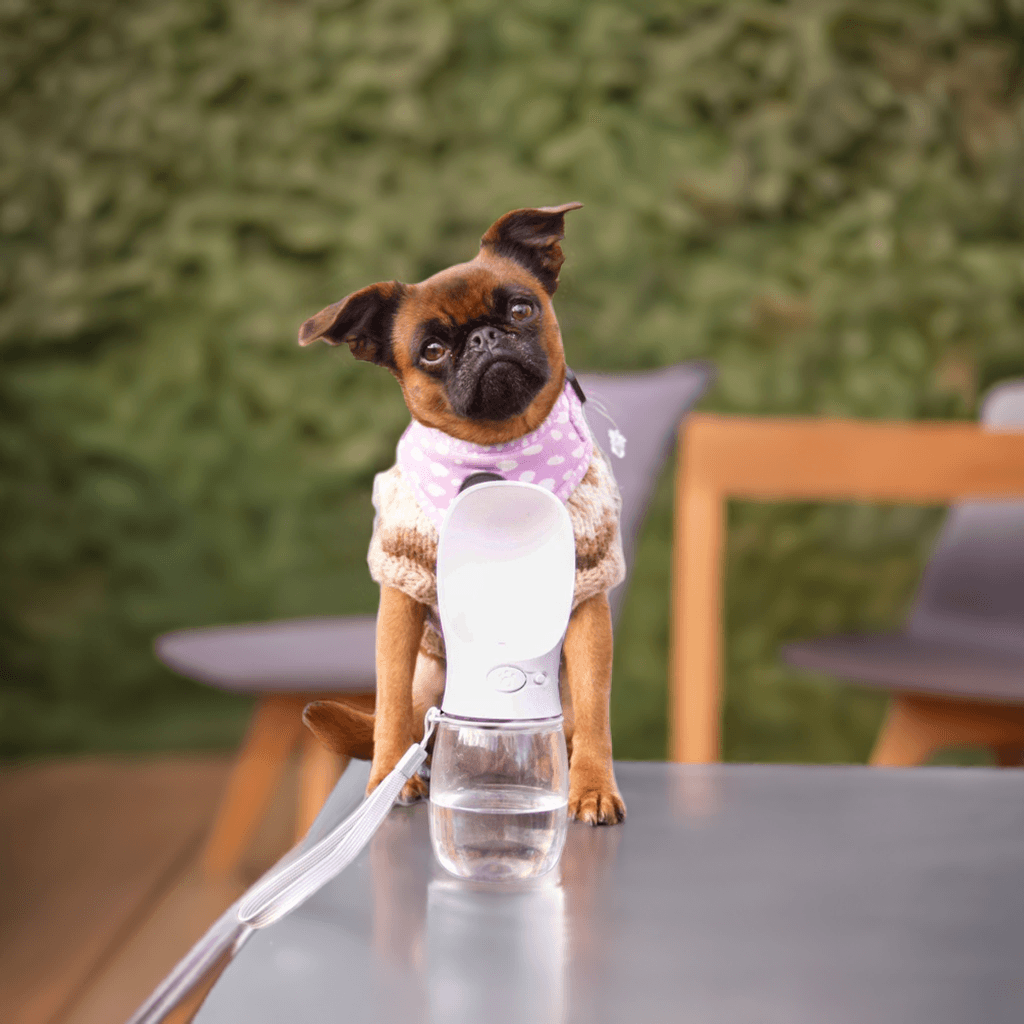 Luksuspoters "To Go" vand flaske, Sort, til hunde og hvalpe