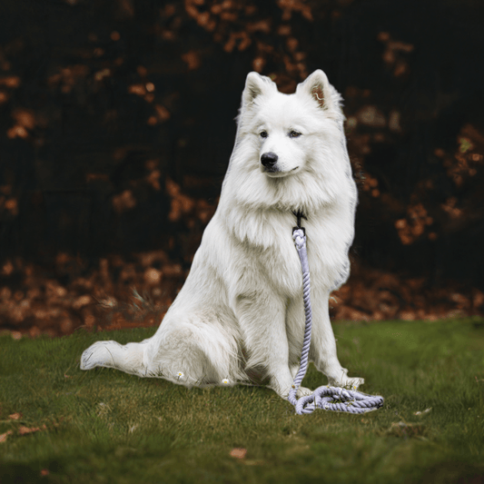 Luksuspoter hundesnor 