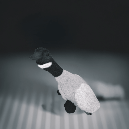 Kw teddy bear Migratory bird Goose