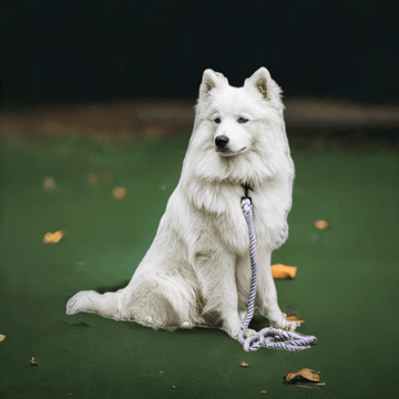 Luksuspoter Hundesnor "Ash" – Stilfuld grå elegance med robust rebdesign ⚓🐾