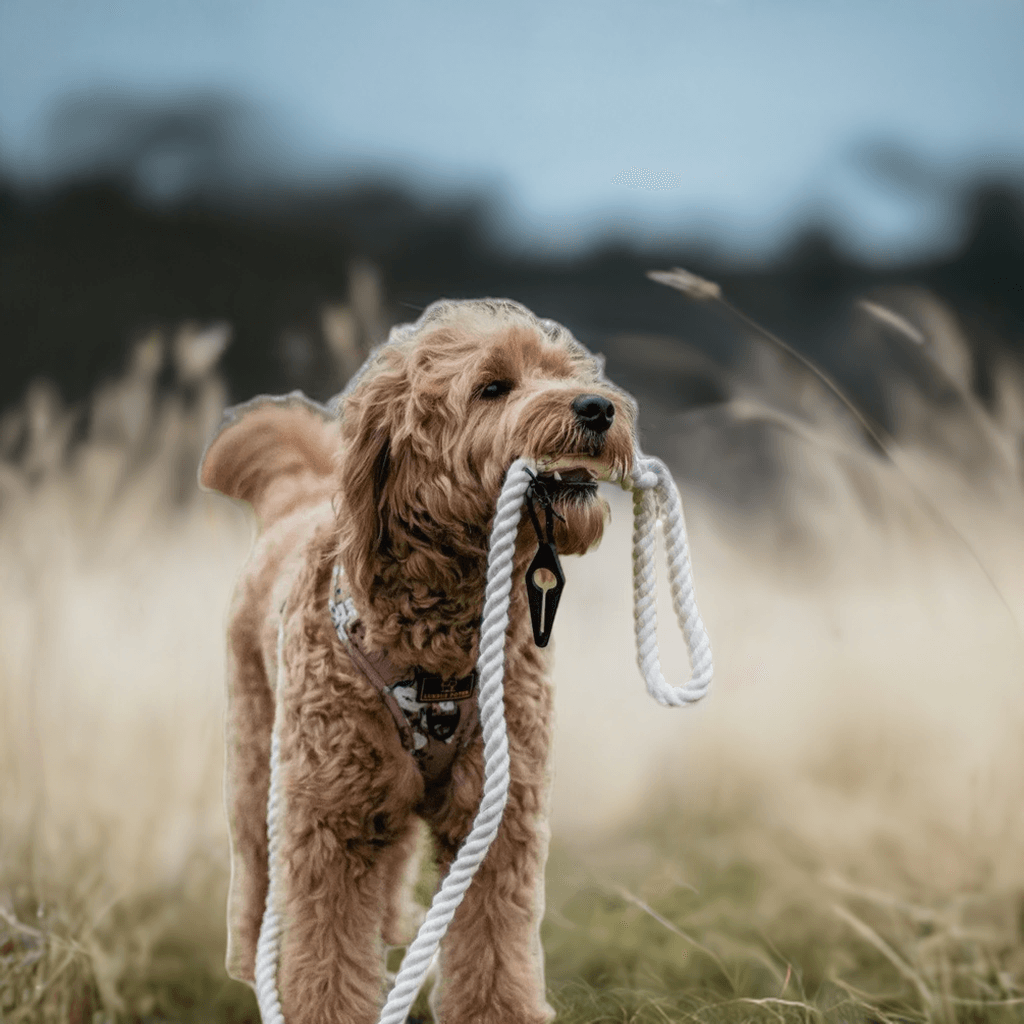 Luksuspoter Hundesnor "Dove" – Elegant og naturlig stil i creme og råhvid 🕊️⚓