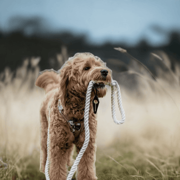 Luksuspoter Hundesnor "Dove" – Elegant og naturlig stil i creme og råhvid 🕊️⚓