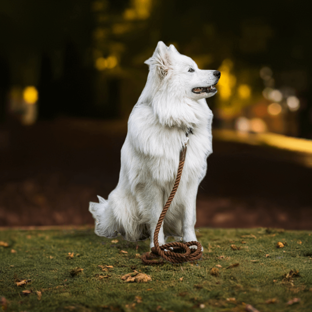 Luksuspoter hundesnor "Pekan"