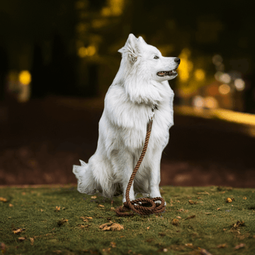 Luksuspoter hundesnor "Pekan"