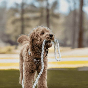 Luksuspoter Hundesnor "Dove" – Elegant og naturlig stil i creme og råhvid 🕊️⚓