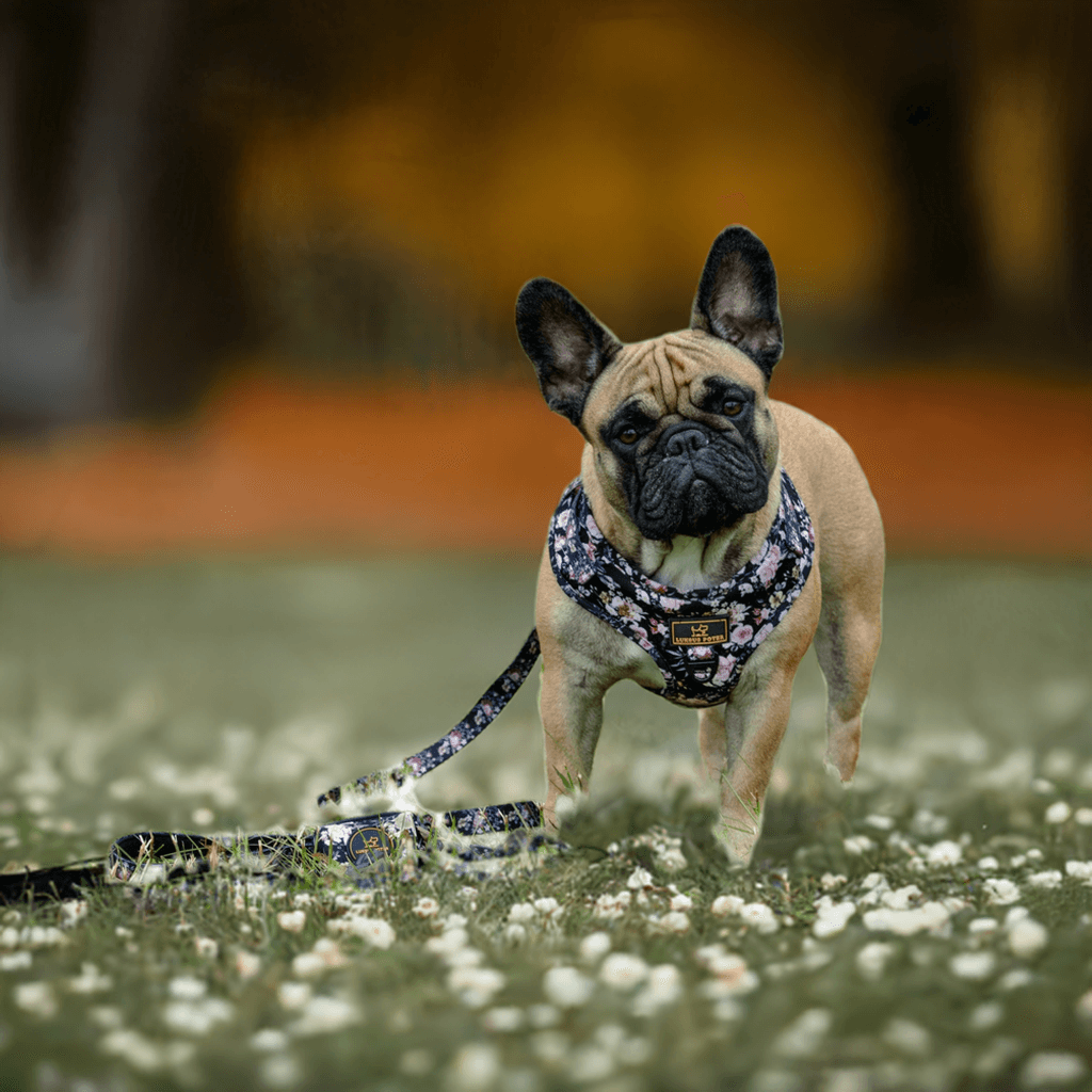 Luksuspoter Hundesele "In The Garden" – Farverig Komfort med Råt Twist 🌸🐾