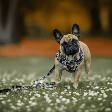 Luksuspoter Hundesele "In The Garden" – Farverig Komfort med Råt Twist 🌸🐾