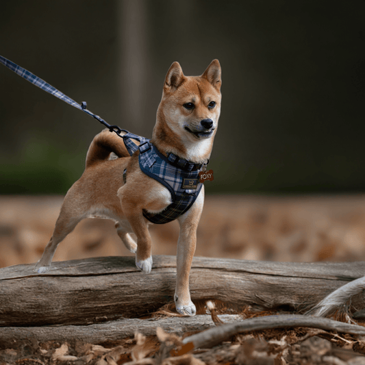 Luksuspoter Hundesele "The Big Boss"💪 – Komfort og Råt Design til Alle Hundestørrelser fra Luksuspoter