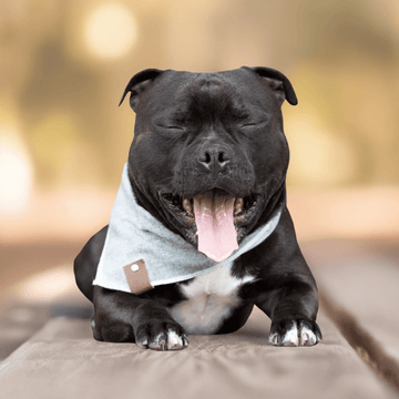 LuksusPoter Bandana "Grey" – Stilrent Tørklæde til Hunde med Klasse 🐕🖤