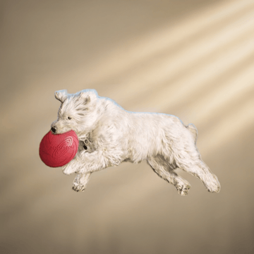 Trixie legetøj "Dog Disc" 24,5 cm