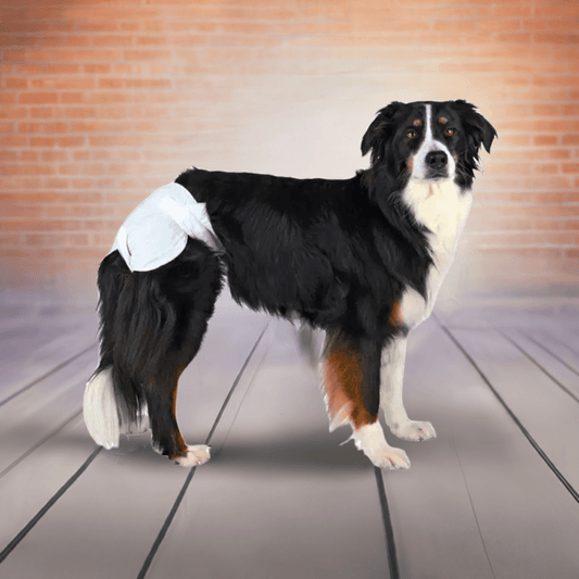 Trixie dog diapers