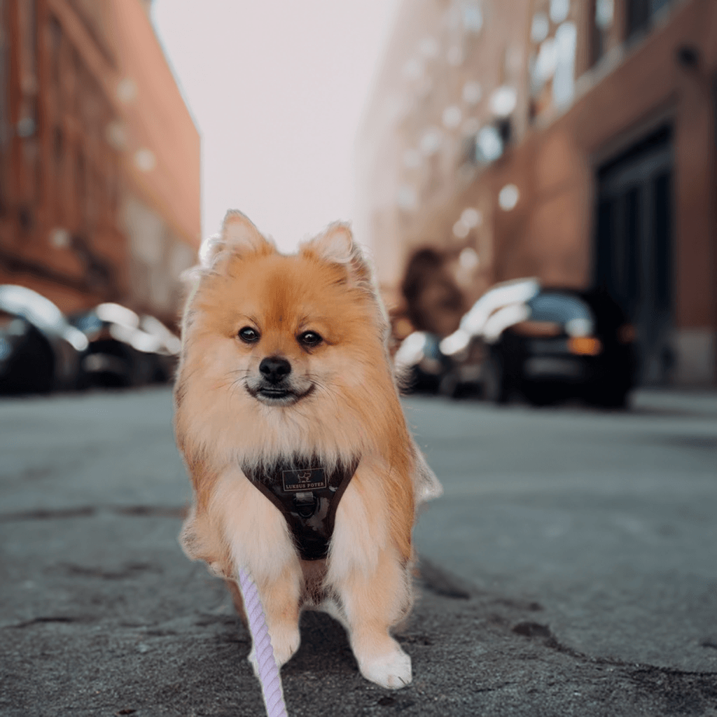 Luxury paws harness "The Bad Boy"