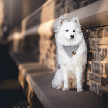 LuksusPoter bandana "Grey" til hunde