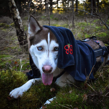 B&B Hunde håndklæde med nano teknologi - Luksuspoter.dk