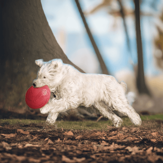 🥏 Trixie Dog Disc 15 cm – Sjov og sikker kasteleg til små hunde!
