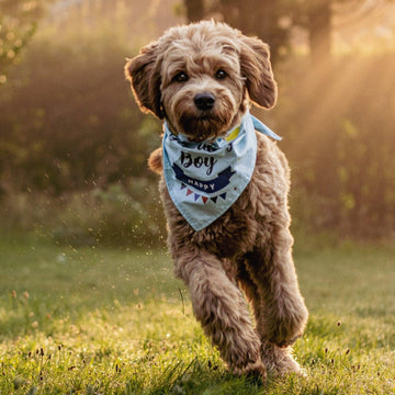 Luksuspoter bandana "Fødselsdag" til hunde og hvalpe - Luksuspoter.dk