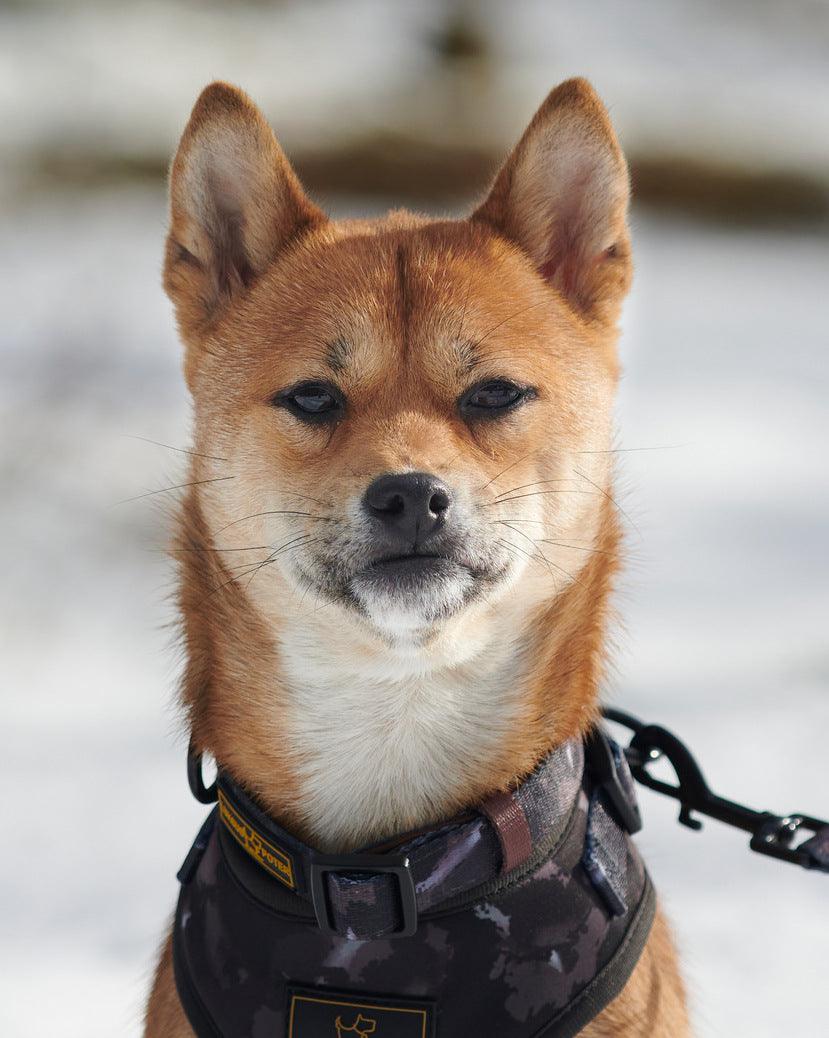 Luksuspoters halsbånd "The Bad Boy" - Luksuspoter.dk